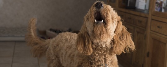 Geluidshinder: een subjectief begrip of toch te meten?